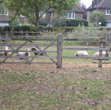 Image courtesy of Tom's Farm